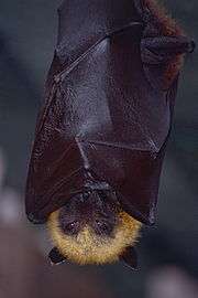 A black bat with a tan forehead and neck