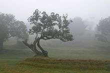  Large trees with grass between them in mist