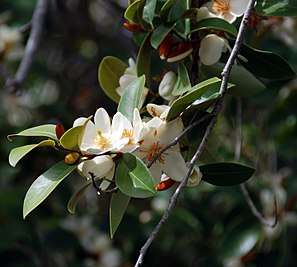 Quarryhill is known for its collection of Magnolias