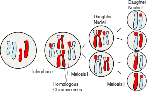  Sorting of homologous chromosomes during meiosis
