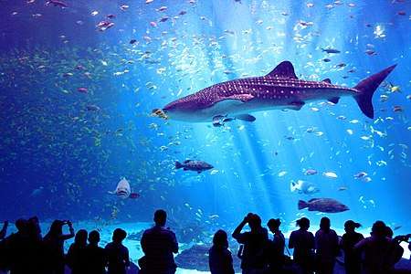 Aquarium photograph of whale shark in profile with human-shaped shadows in foreground