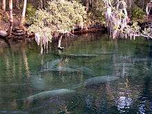 A short run produced by a spring: clear water with several manatees near the surface and trees on the far bank a dozen yards (11&nbsp;m) away
