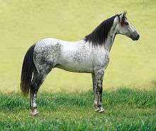 Dappled gray horse with dark mane and tail