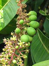 Closeup of a twig of the Alphonso mango tree carrying flowers and immature fruit, Deogad (or Devgad), Maharashtra, Valsad-Gujarat, India