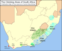 Map of South Africa showing highlighted range of six Aloiampelos species, with A.&nbsp;tenior occurring in the east