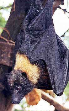 A black bat with a light orange neck