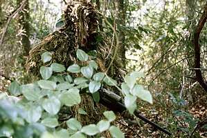 A sniper wearing a ragged ghillie suit among thick vegetation