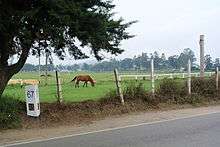 Road with marker, with a horse grazing in the background