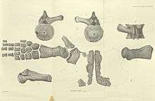 Drawing of various bones