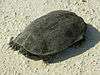 A turtle, Mauremys rivulata