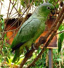 A green parrot with black-tipped wings and white eye-spots