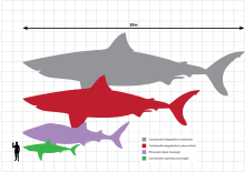 At the top of the picture is a line representing twenty meters. Below this is a gray megalodon silhouette that measures twenty meters, below is a red megalodon silhouette that measures fifteen meters, below is a violet whale shark silhouette that measures ten meters, below is a green great white shark that measures five meters. Standing next to this shark is a black human silhouette that stands two meters.