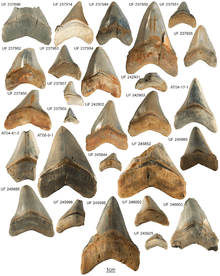 Several triangular fossil shark teeth on a white background.