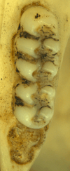 Two molars, inversed from the previous two, with the third still in the bone.