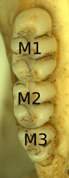 Three molars in a bone, with narrowly connected cusps, labeled M1, M2, and M3 from the top down.