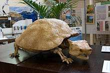 View of a replica of the extinct horned turtle in the centre of the museum