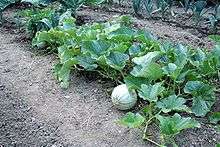 This a picture of a melon plant. Melon plants are pollinator crops and a good source of vitamin A