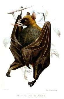 Illustration of a dark brown bat with an orange forehead, nape, and shoulders