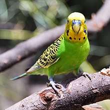 Green parrot with yellow head and yellow and black patterned wings