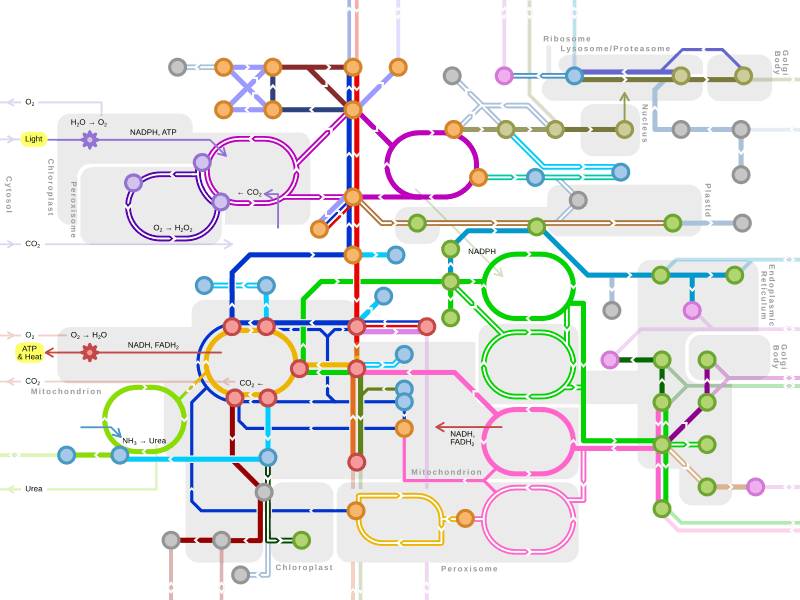 Metro-style map of major metabolic pathways