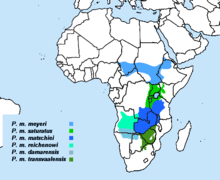 Range includes Angola; Botswana; Burundi; Cameroon; Central African Republic; Chad; Democratic Republic of the Congo; Eritrea; Ethiopia; Kenya; Malawi; Mozambique; Namibia; Rwanda; South Africa; South Sudan; Sudan; Tanzania; Uganda; Zambia; Zimbabwe.