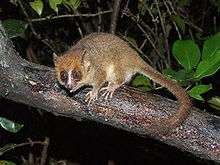 Mouse lemur perched on branch