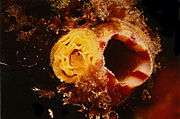 Inhalant siphon of Microcosmos sabatieri. The yellow feature at the left is a clutch of mollusk eggs.