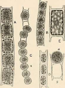 A, Microspora amœna (Kütz.) Lagerh. B and C, ? M. abbreviata (Rabenh.) Lagerh.; B, vegetative filament; C, filament with aplanospores (a). D, M. pachyderma (Wille) Lagerh. E, single vegetative cell of M. amœna var. crassior Hansg., showing the reticulated chloroplast. The indistinct blur in the centre of the cell indicates the position of the nucleus. F, fragment of filament of M. amœna with aplanospore (a).