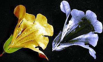 Two images comparing the appearance of a Mimulus flower in visible and ultraviolet light