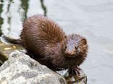 A wet American mink with pale brown fur, dark brown eyes, long fingers, and a skinny tail. Its head is turned to the right and it is standing on a rock next to water.