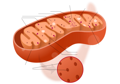 Mitochondrion structure