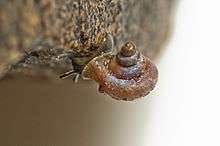 Gastropoda Gyliotrachela australis Trumpet Snail Bush Blitz Fish River Station, Douglas Daly Research Farm, NT