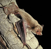 Bristle-faced free-tail bat