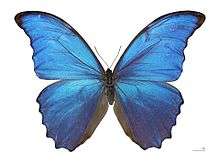 Morpho butterfly.