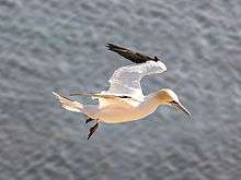 A white bird with a tan head and black-accented wings prepares to dive into the ocean