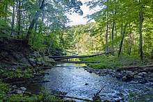A stream in the woods flows into a large area of open water in the background