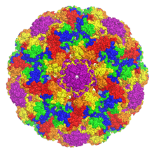A rendered capsid image with the symmetry-related VP1 monomers shown in different colors and centered on a strict pentamer, producing a radial symmetry effect.