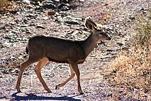 A young mule deer trots to the right of the frame. Taken near Truth or Consequences, New Mexico, United States of America.