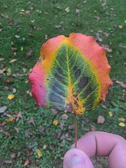 A hand holding a multi-color leaf