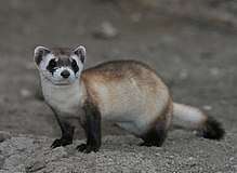 Picture of black-footed ferret