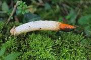 The yellowish-white feet, a diameter of one centimeter to a length of ten centimeters, is topped with a hat-shaped tassel orange to red at first, then becoming black. It looks like a dog's erect phallus