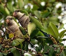 Two birds sitting on a tree branch with light breasts, green feathers on the side and back, and thick short beaks