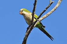 A green parrot with a white head and chest, a light-green belly, blue-tipped wings and a blue-tipped tail