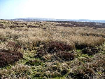 Grasslands on the moor