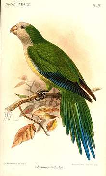 A green parrot with a white head and chest, a light-green belly, blue-tipped wings and a blue-tipped tail