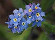 Blue flower of the Wood forget-me-not