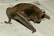 The Daubenton's bat frequents wetlands