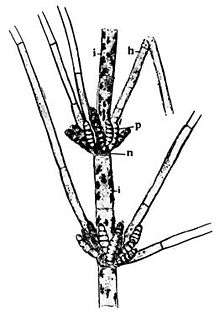 The gametophyte of M. clavaeformis. Click image for explanation of labeling.