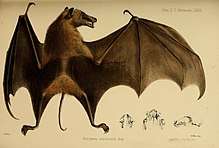 Illustration of a bat with dark brown wings, blond fur, and a dark brown nape