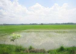 Rice paddy in Nueva Ecija